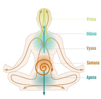 Respiro consapevole: anatomia postura visione Yoga