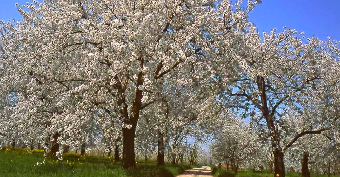 TREKKING & YOGA DOMENICA 26 MARZO FRA I CILIEGI DI VIGNOLA