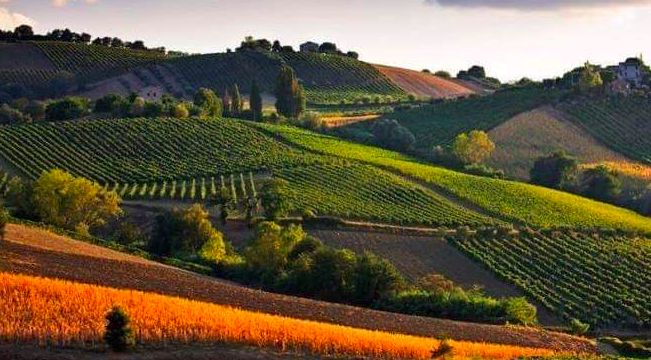 TREKKING & YOGA DOMENICA 28 MAGGIO – FRA I VIGNETI DELLA SPERGOLA, CANTINE APERTE